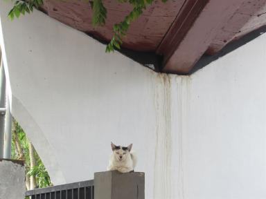 kapalcat