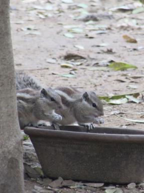 squirrels