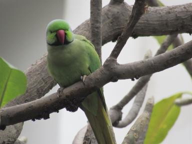 parrot