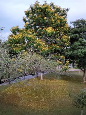 yellowtree