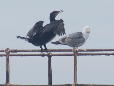 gull&cormorant