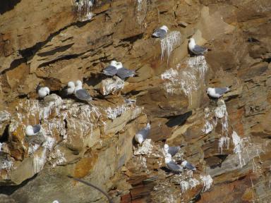 gulls