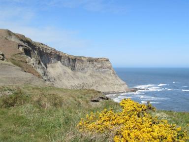 gorse