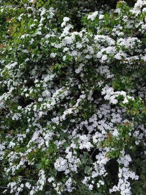 hawthorn