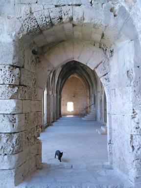 cloistercat