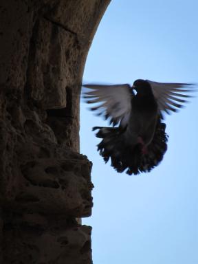 pigeon