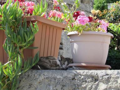 cat&flowers