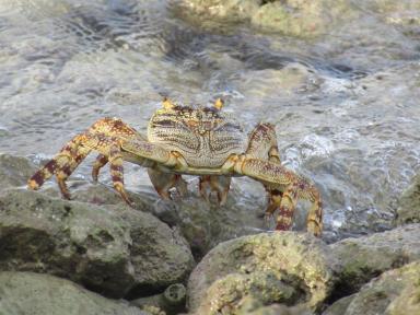 crabsea