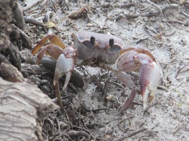 crabbeach