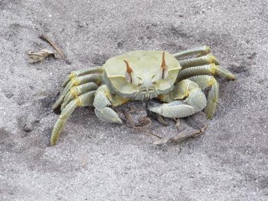 bruisercrab