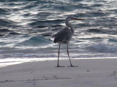 heron