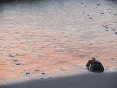 sunsetcrab