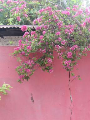 pink