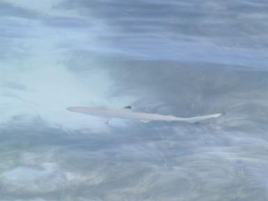 reefshark