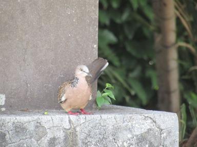 dove