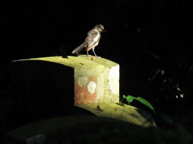 birdonstone