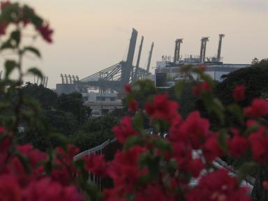 port&flowers