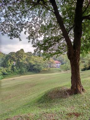 lawn