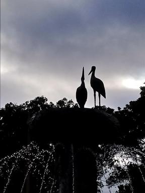 storks