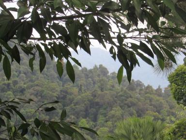 foliage1