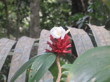 redflower