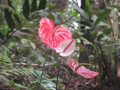 anotherredflower