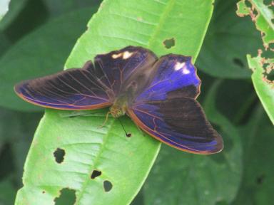 purplebutterfly