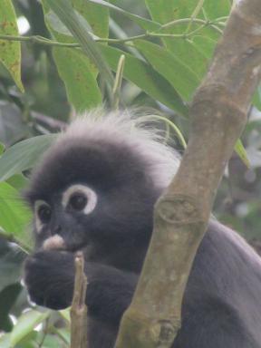 cutemonkey2