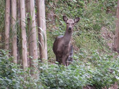 deer