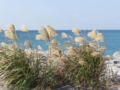 pompousgrass