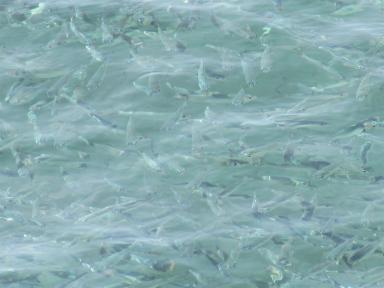 shoal