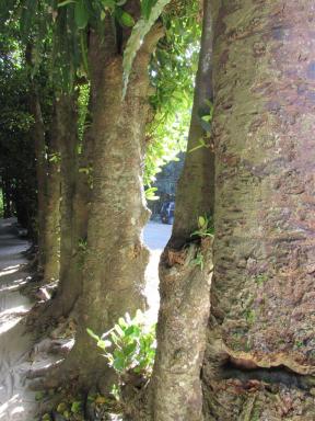 avenue2