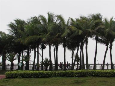 coconuts