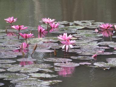 lilies