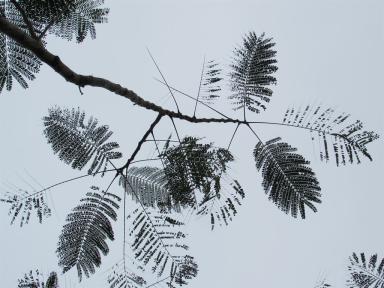 ferns