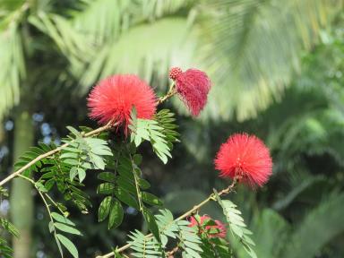 pompom
