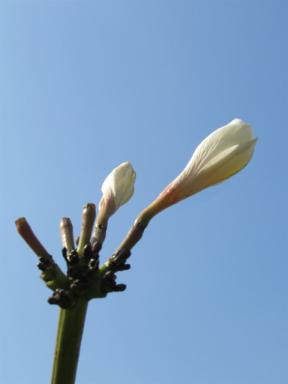 bud