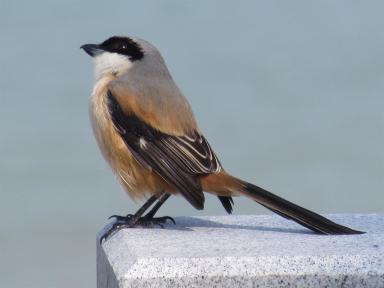 bird