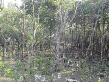 mangroves2
