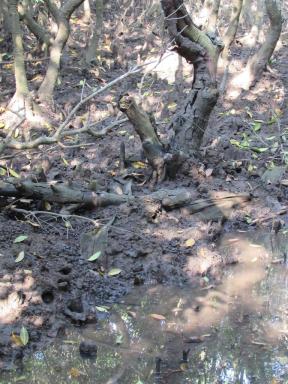 mangroves3