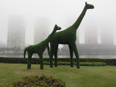 giraffes