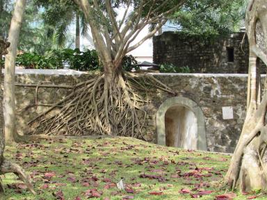 roots