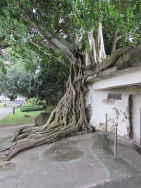 roots