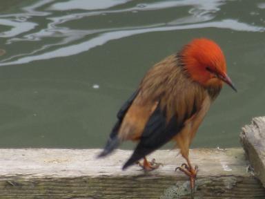 redheadbird