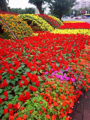 flowers