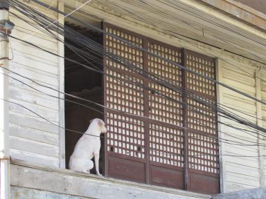 dog