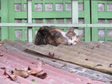 catonhottinroof
