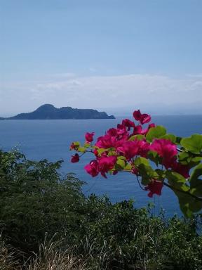 view&flowers