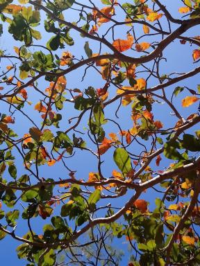 leaves