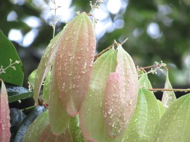 leaves
